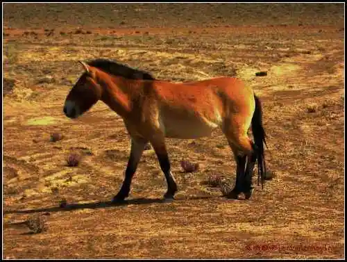 在戈壁滩与野马相遇拍野驴