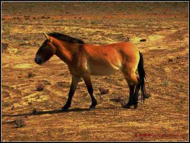 在戈壁滩与野马相遇拍野驴,图八