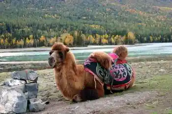 喀纳斯之神仙湾,图七