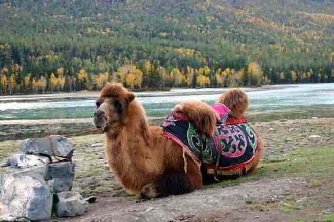 喀纳斯之神仙湾,图七