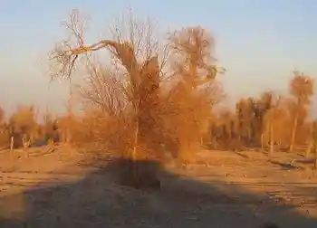 南疆大漠之旅,图九