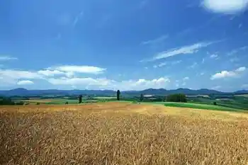 与世隔绝的喀纳斯,图六