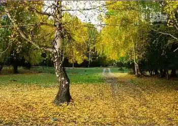 新疆旅游去沙漠看胡杨,图二十一