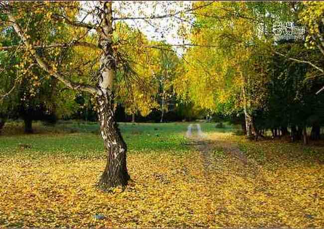 新疆旅游去沙漠看胡杨,图二十一