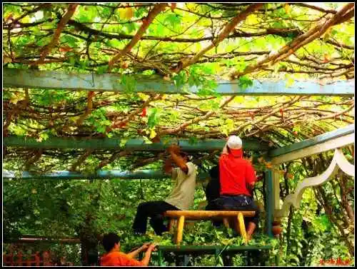 吐鲁番最甜最贵之地葡萄沟