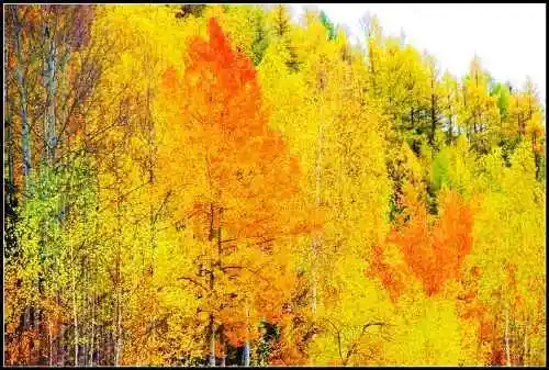 神的自留地--冷暖色的禾木