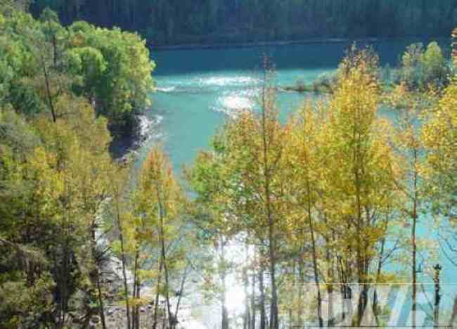 最想回忆的喀纳斯-红叶飘飞的日子,图十六