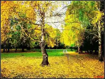 色彩斑斓的白桦之林,图四