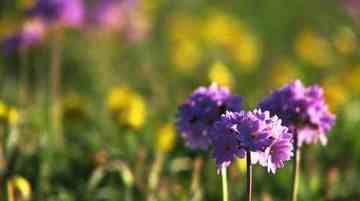 天堂很远而赛里木湖很近,图四