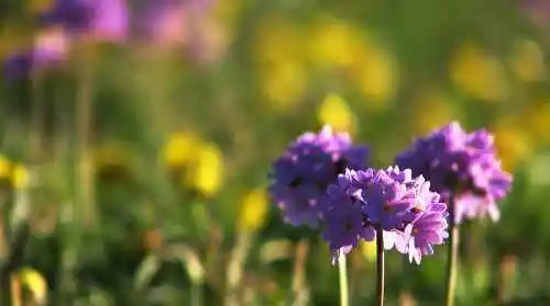 天堂很远而赛里木湖很近