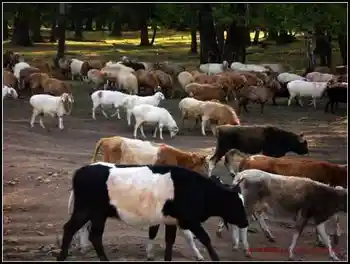 在喀纳斯亲眼目睹迁徙——迁徙（上）,图六