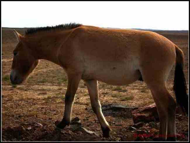在戈壁滩与野马相遇拍野驴,图十