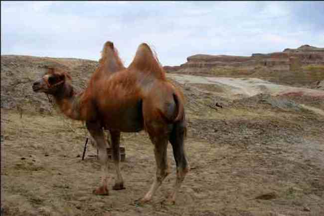 新疆的魔鬼城,图十二