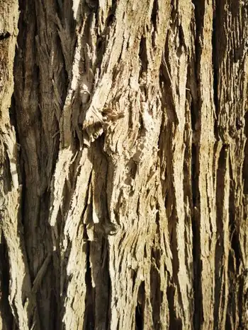 南疆大环游 阿拉尔到库尔勒