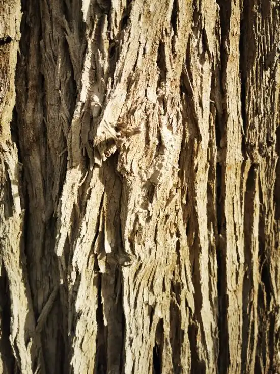 南疆大环游 阿拉尔到库尔勒