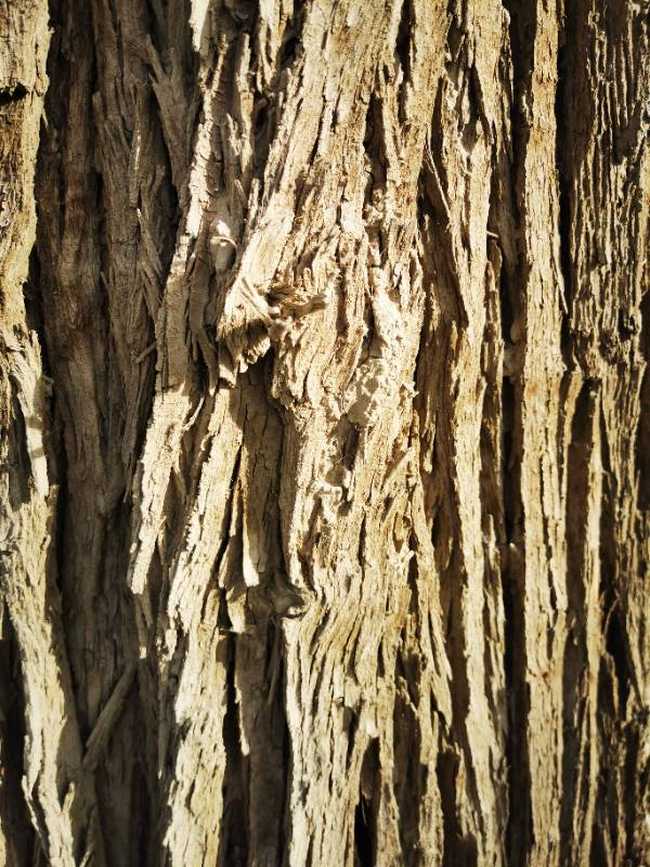 南疆大环游 阿拉尔到库尔勒