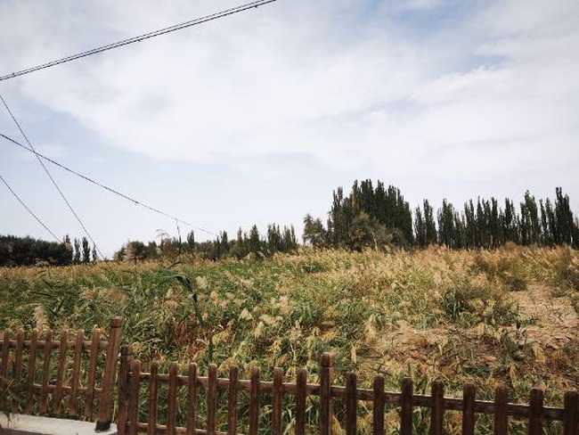 巴楚紅海胡楊林景區(qū)