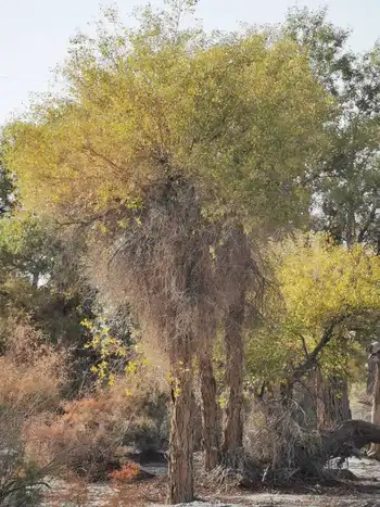 南疆大环游 阿拉尔到库尔勒