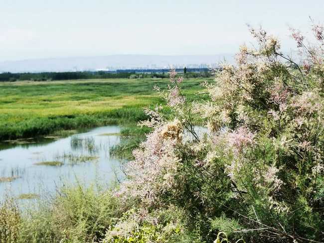 父亲节带爸爸游玛纳斯湿地公园,图十