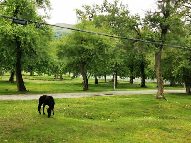 1561263708102518.jpg 畅游那拉提喀拉峻琼库什台五夜四天伊犁游记游感,图九