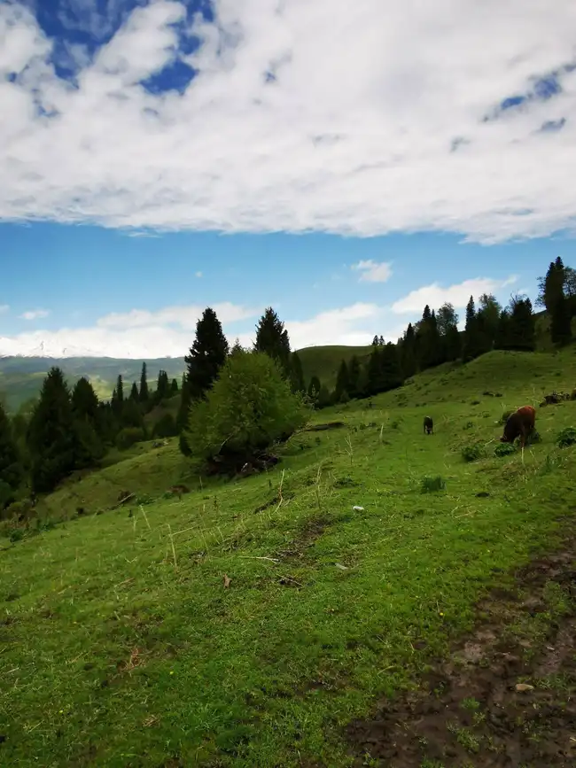 畅游那拉提喀拉峻琼库什台五夜四天伊犁游记游感,图