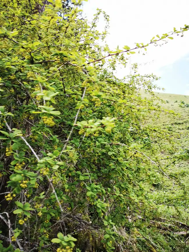 畅游那拉提喀拉峻琼库什台五夜四天伊犁游记游感,图