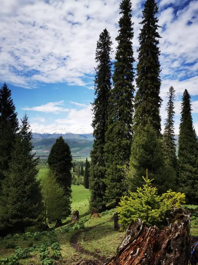 畅游那拉提喀拉峻琼库什台五夜四天伊犁游记游感,图