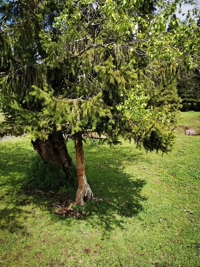 畅游那拉提喀拉峻琼库什台五夜四天伊犁游记游感,图