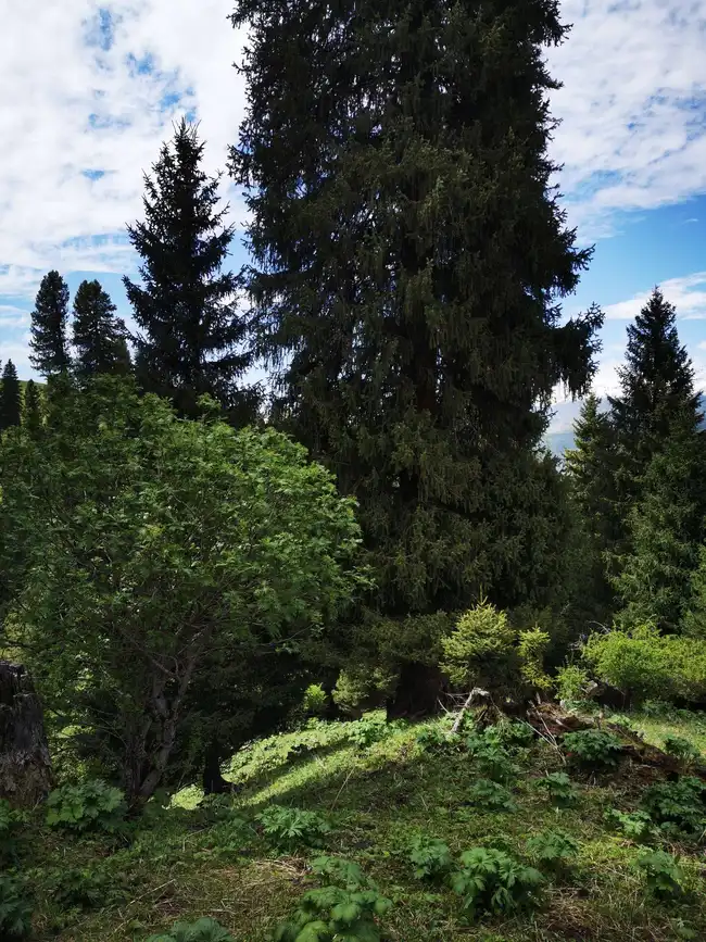 畅游那拉提喀拉峻琼库什台五夜四天伊犁游记游感,图