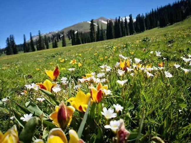 1561278575502654.jpg 畅游那拉提喀拉峻琼库什台五夜四天伊犁游记游感,图