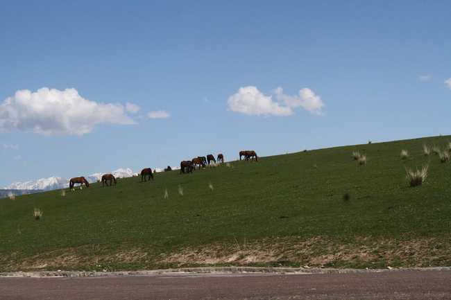 畅游那拉提喀拉峻琼库什台五夜四天伊犁游记游感,图