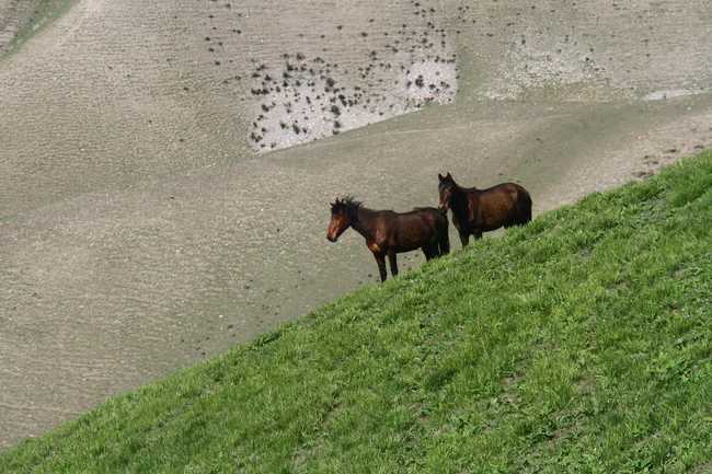 1561279809133893.jpg 畅游那拉提喀拉峻琼库什台五夜四天伊犁游记游感,图