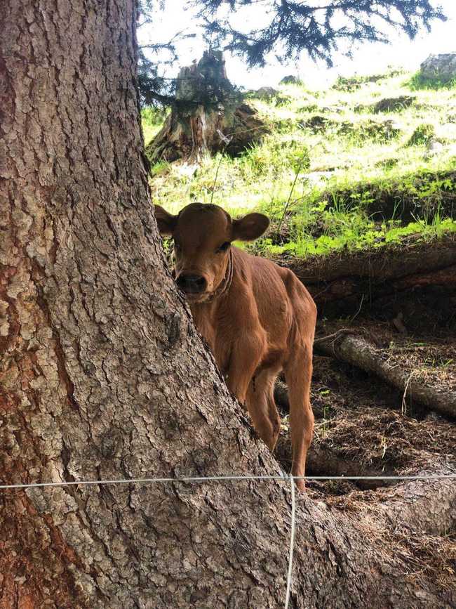 1561344525326568.jpg 畅游那拉提喀拉峻琼库什台五夜四天伊犁游记游感,图