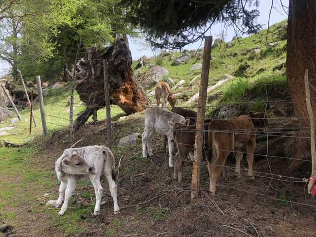 畅游那拉提喀拉峻琼库什台五夜四天伊犁游记游感,图
