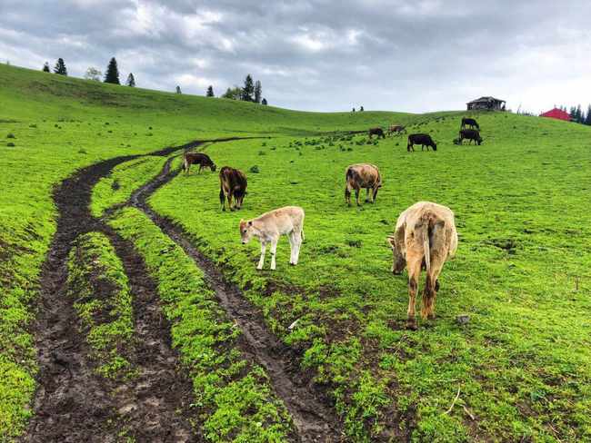 畅游那拉提喀拉峻琼库什台五夜四天伊犁游记游感,图