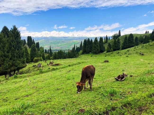 畅游那拉提喀拉峻琼库什台五夜四天伊犁游记游感,图