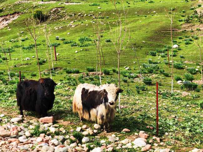畅游那拉提喀拉峻琼库什台五夜四天伊犁游记游感,图