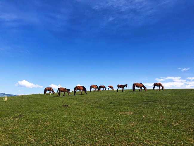 畅游那拉提喀拉峻琼库什台五夜四天伊犁游记游感,图