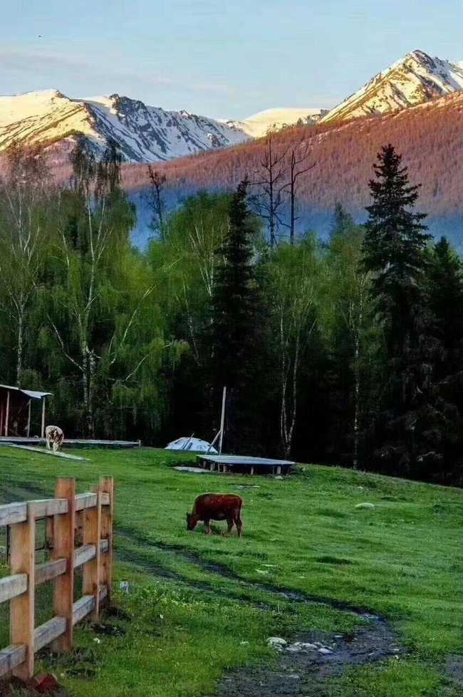 新疆喀纳斯四日游感和对导游的认可,图六