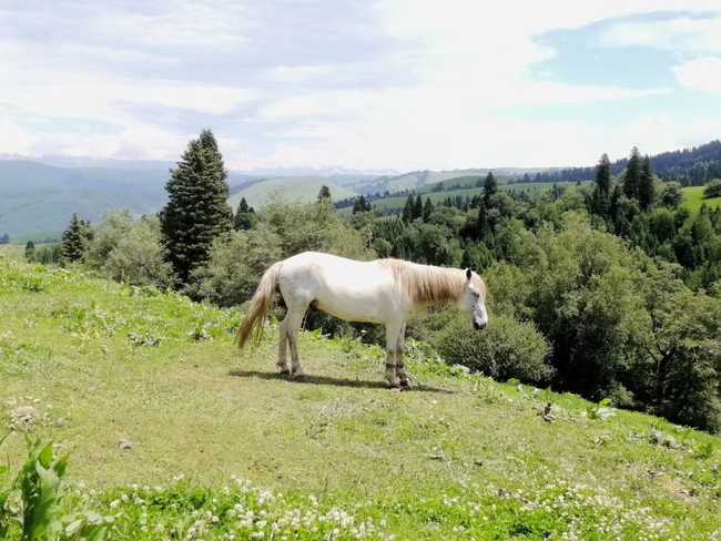 1567170195106955.jpg 2019年八月末喀納斯金秋6日游,圖四