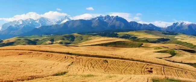 1567397899701977.jpg 2019看金色麦浪江布拉克2日游,图一