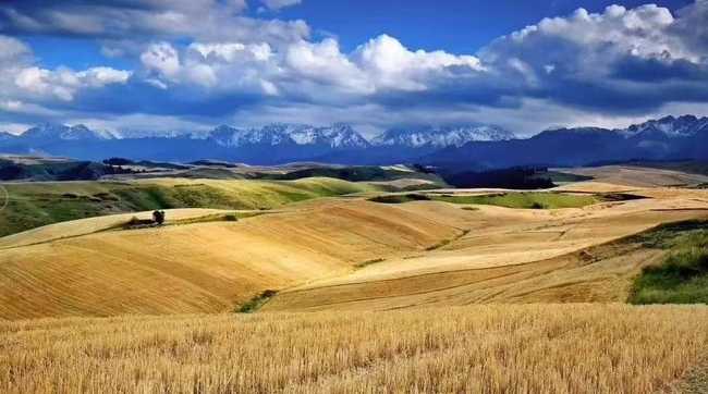 1567397919160895.jpg 2019看金色麦浪江布拉克2日游,图二