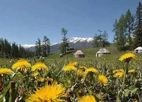 喀纳斯最美的风景线