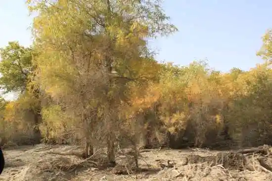 新疆南疆六日游之三