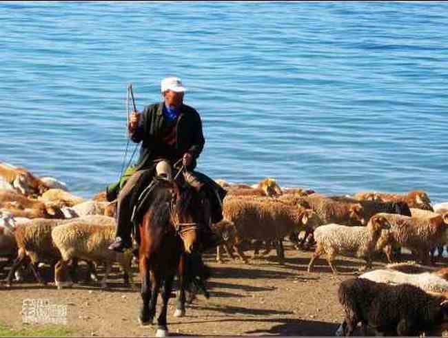 新疆旅游去沙漠看胡杨,图六