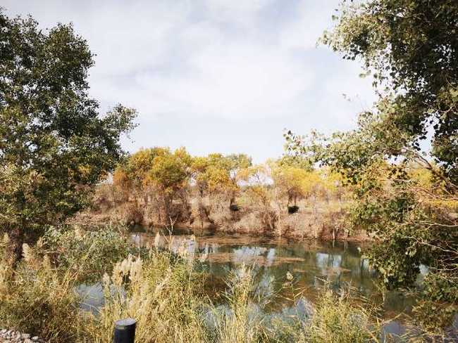 巴楚紅海胡楊林景區(qū)