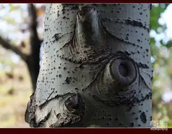 乌鲁木齐城的镇山之鼎,图八