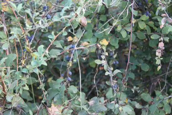 快乐自驾游续(乔尔马-那拉提-巴音布鲁克)