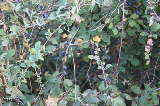 快乐自驾游续（乔尔马-那拉提-巴音布鲁克）,图六