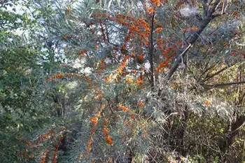 快乐自驾游续（乔尔马-那拉提-巴音布鲁克）,图七